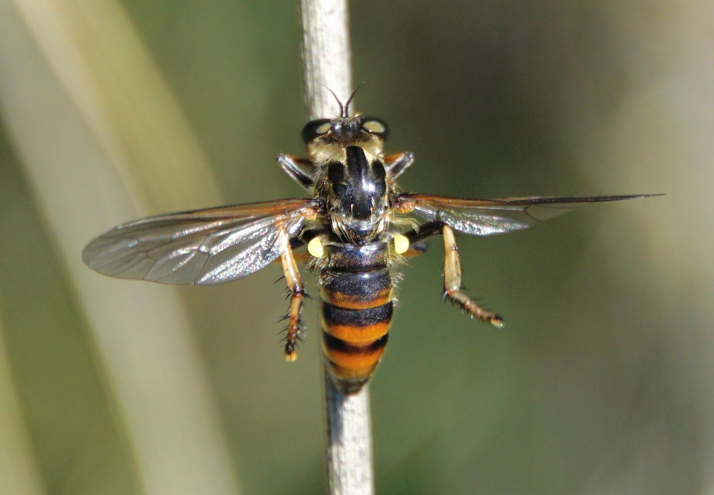 Asilidae id?