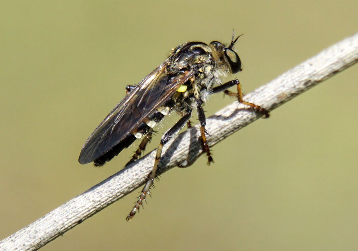 Asilidae id?