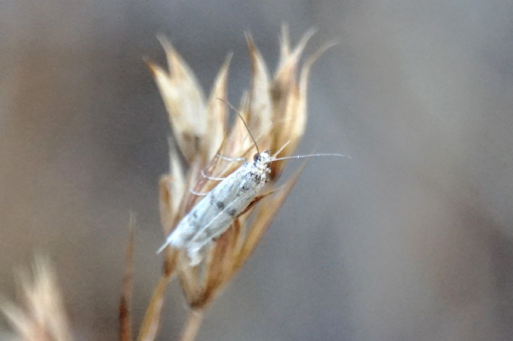 Pyralidae? S, cfr. Homoeosoma sinuella