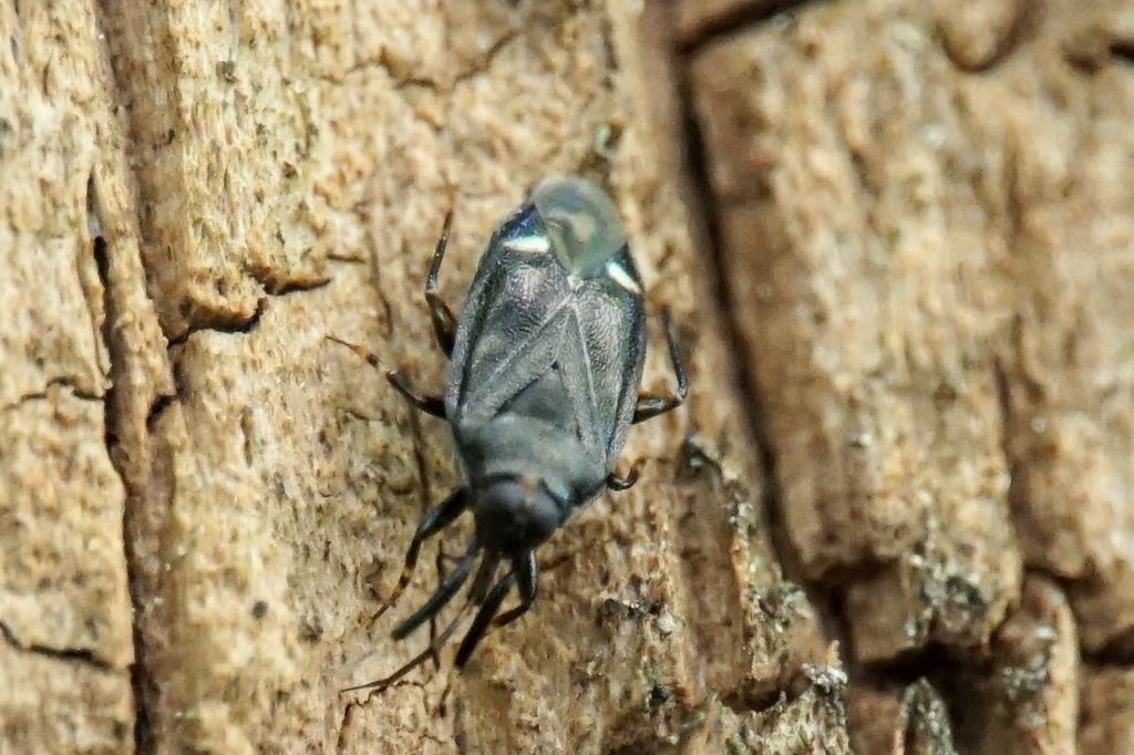 Miridae: Myiomma fieberi, new for Croatia