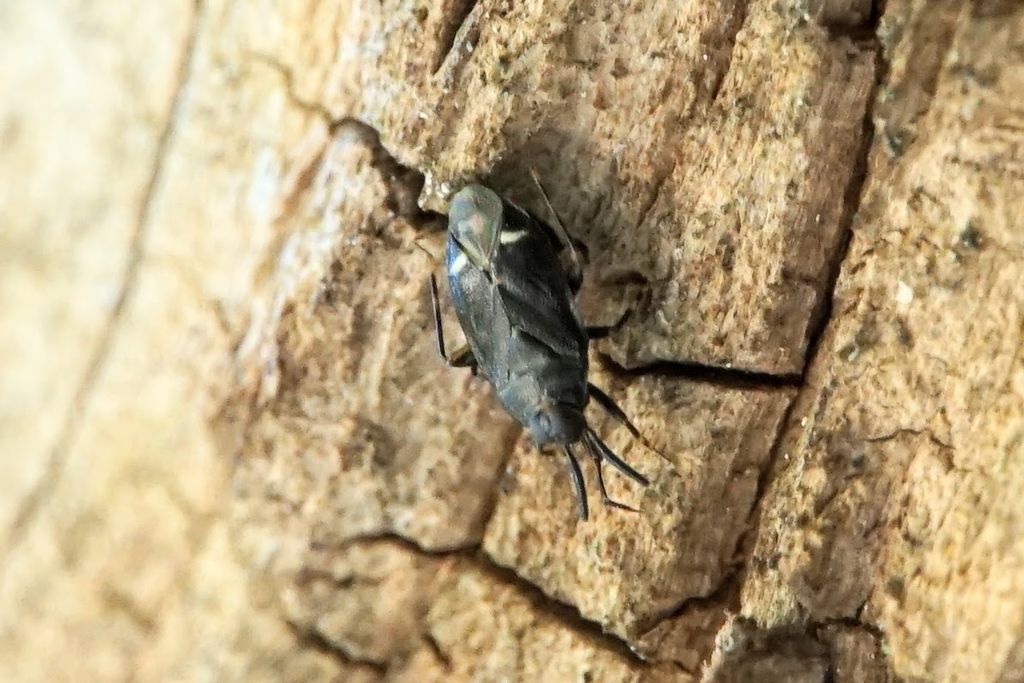 Miridae: Myiomma fieberi, new for Croatia