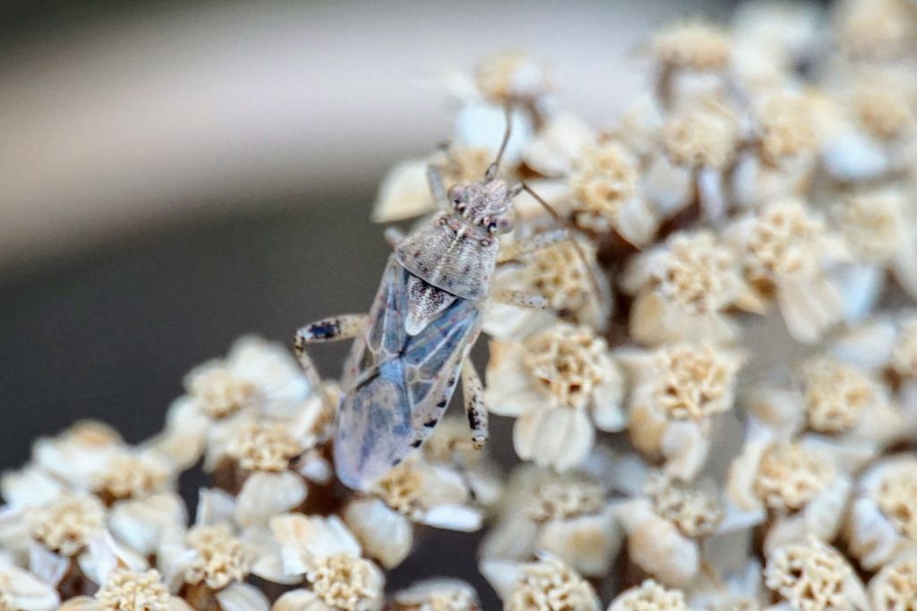 Rhopalidae? ID Croatia