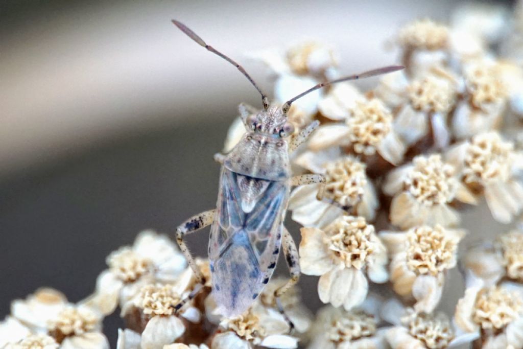 Rhopalidae? ID Croatia