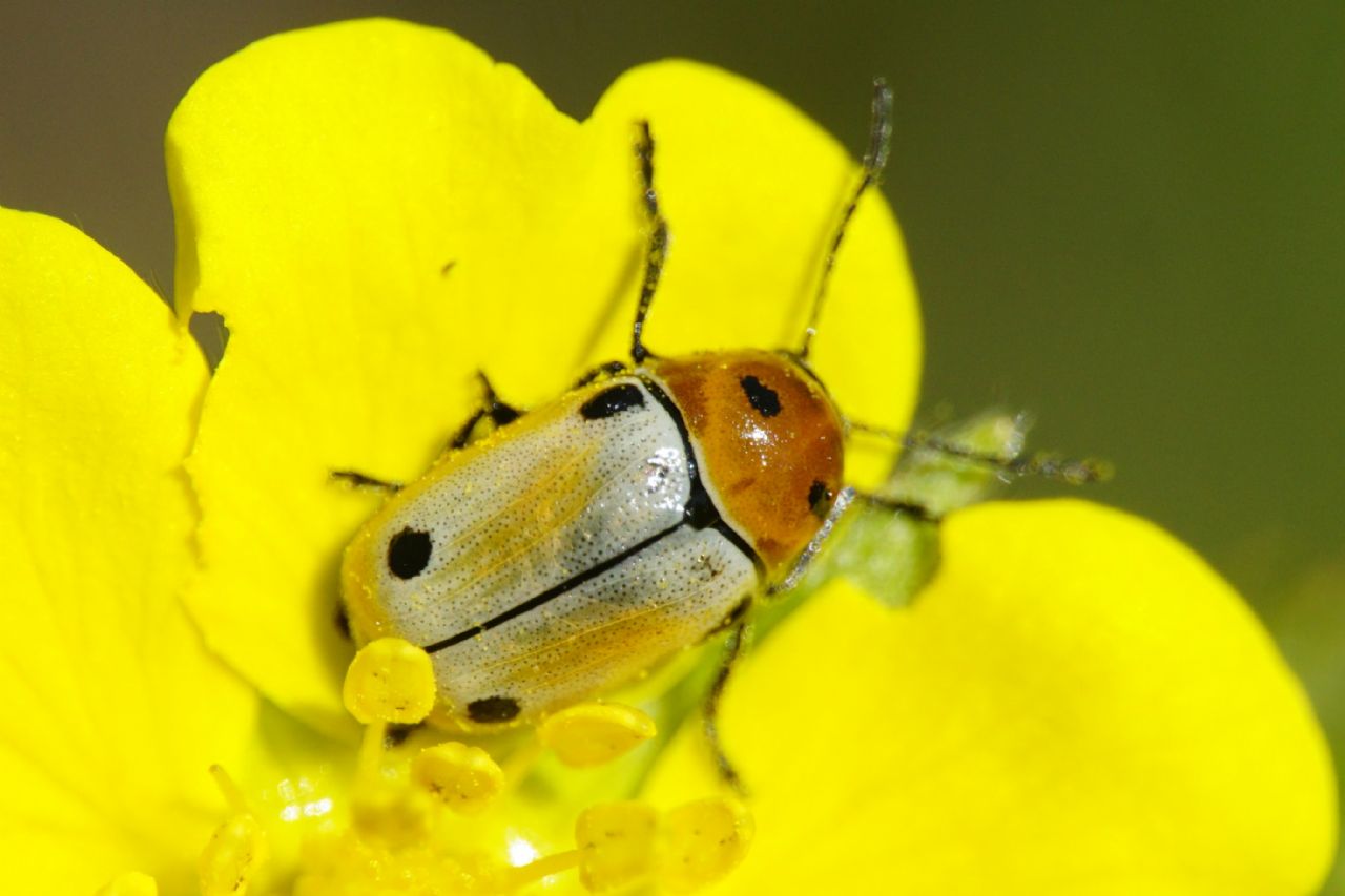 Chrysomelidae ID, Croatia