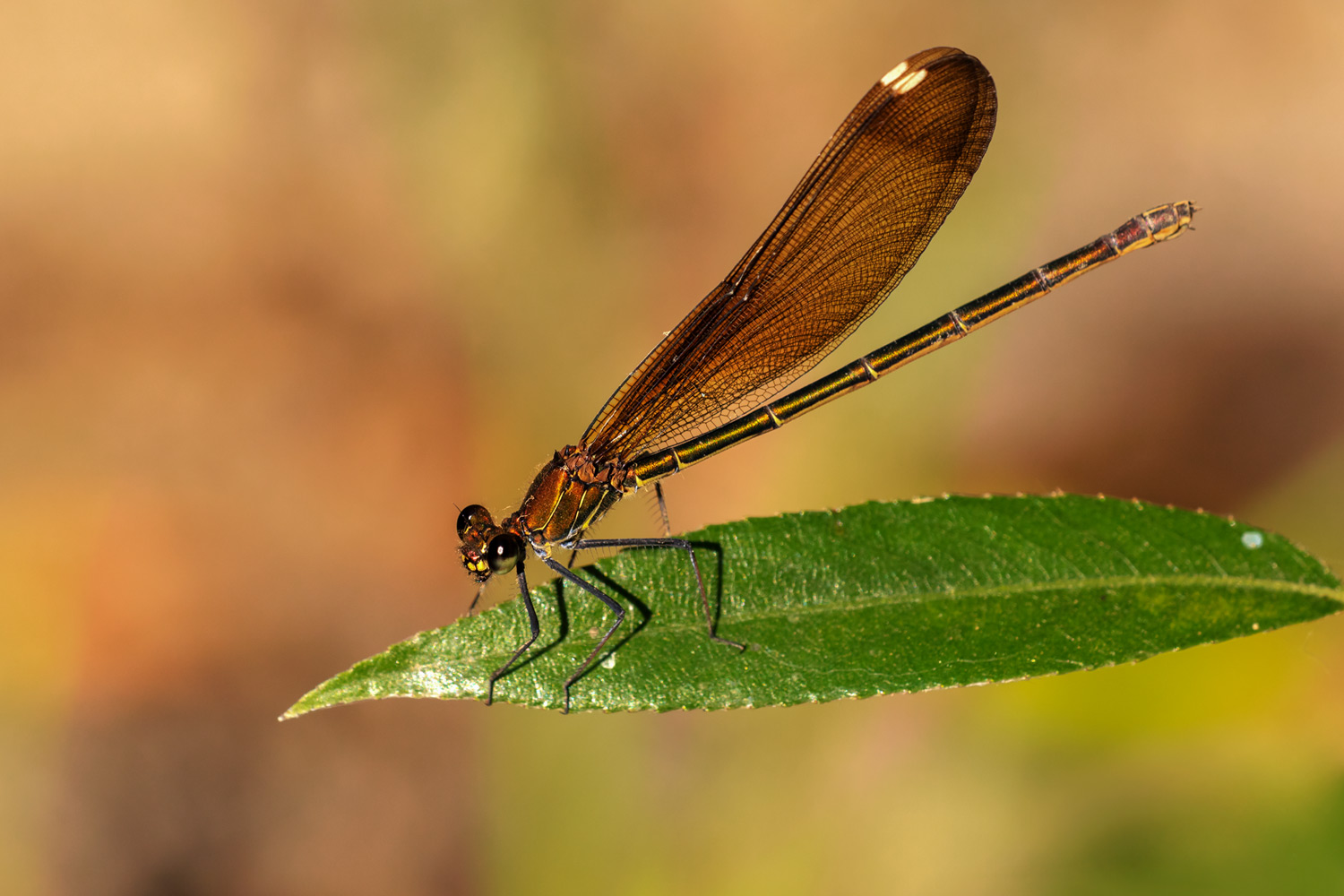 Calopteryx haemorrhoidalis?  S, femmina