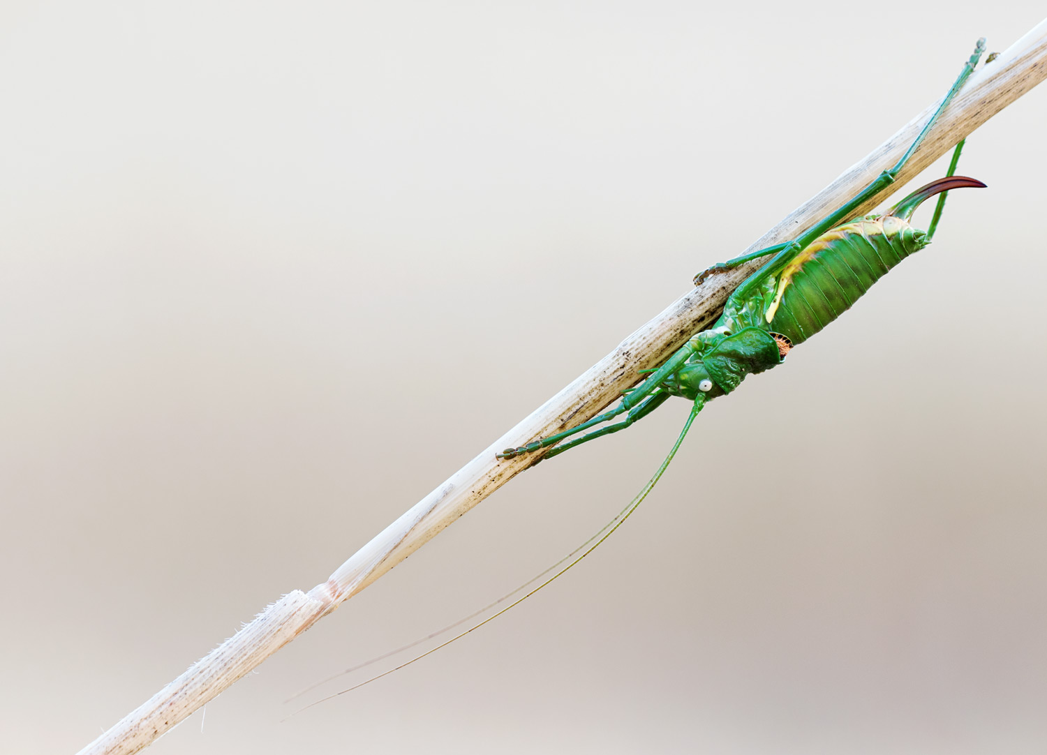 Leptophyes punctatissima?  No, Uromenus brevicollis (Bradyporidae)