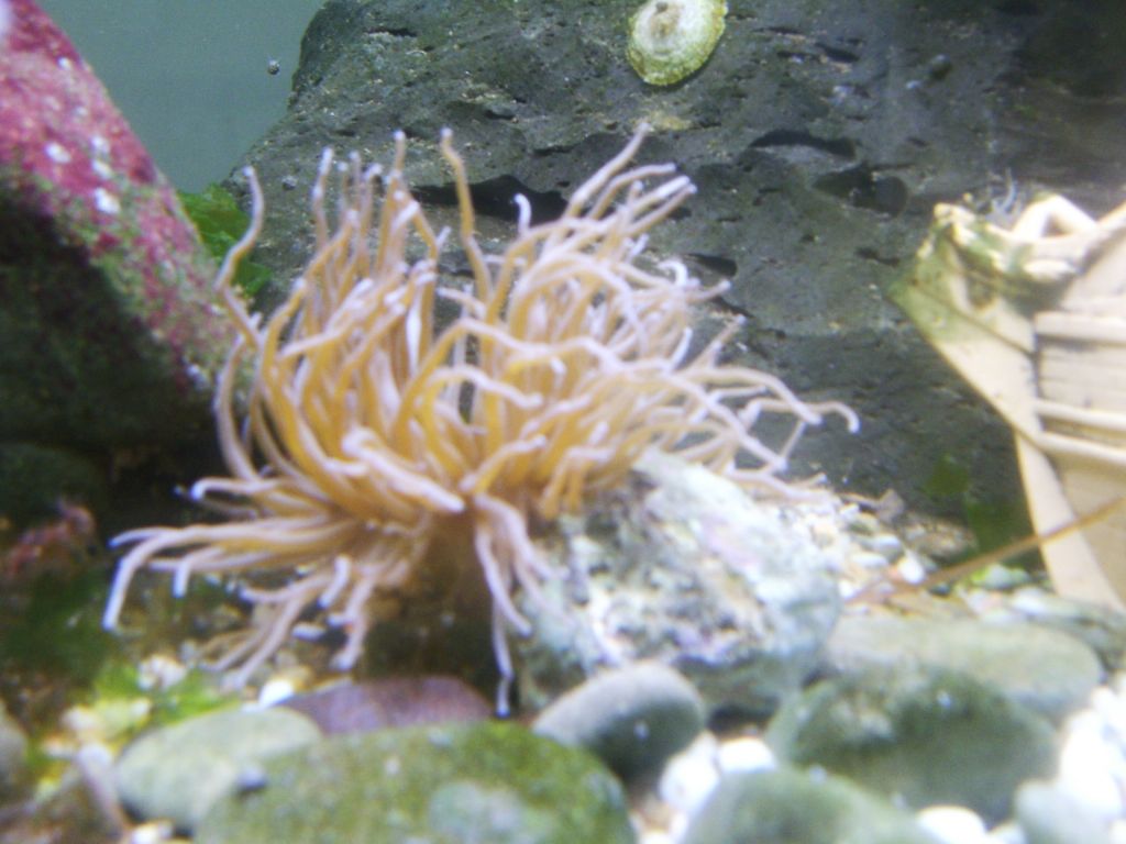 anemone non 