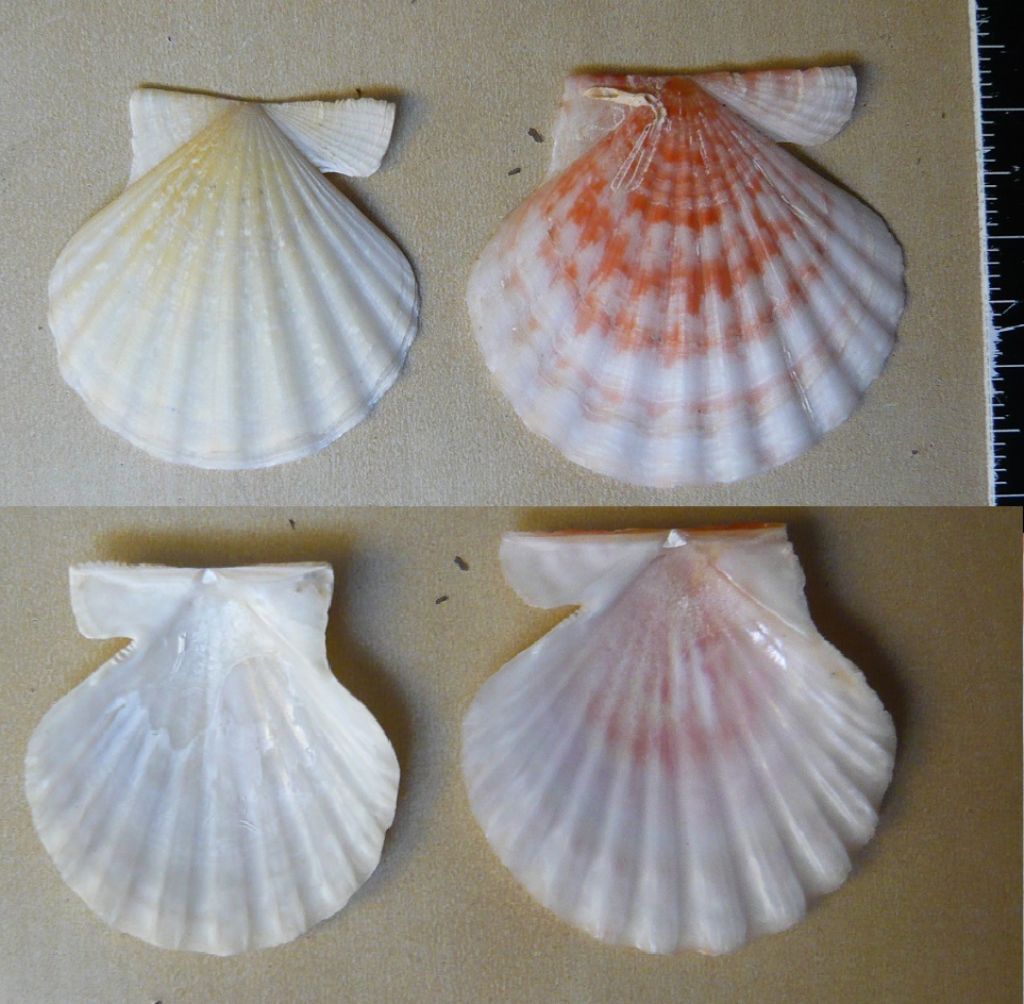 Da determinare (Pectinidae)