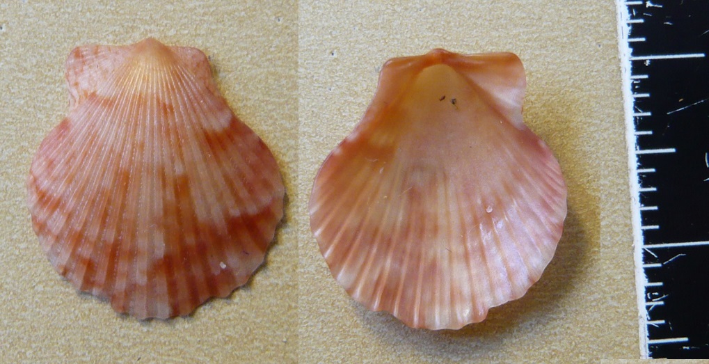 Da determinare (Pectinidae)