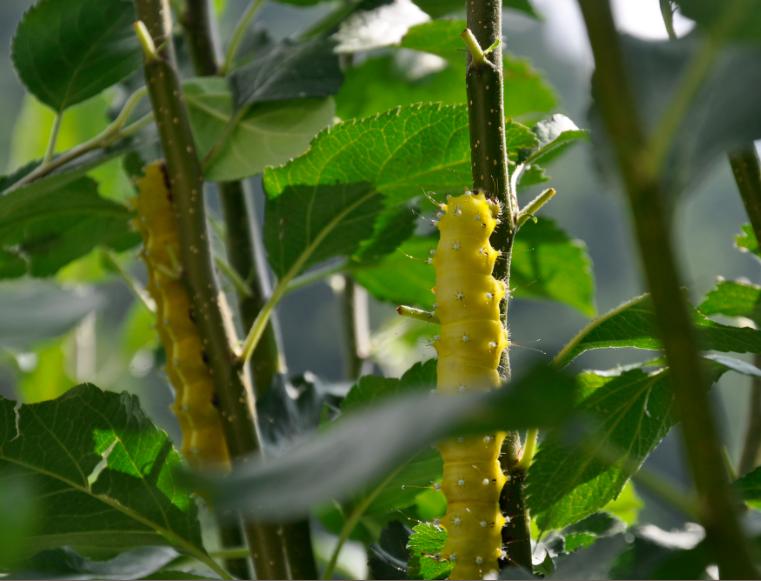 Bruchi di Saturnia Pyri gialli