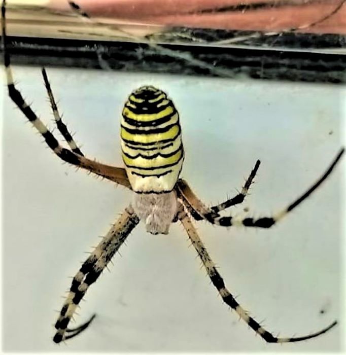 Conferma sesso Argiope bruennichi: femmine - Cave (RM)