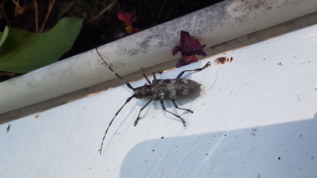 Monochamus galloprovincialis a Castellaneta marina (TA)