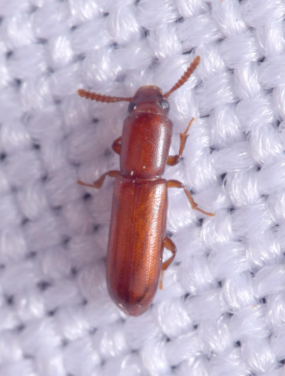 Corticeus unicolor  (cf.) - Tenebrionidae