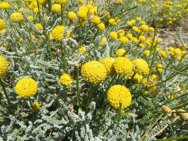 Santolina insularis / Crespolina maggiore , Natura ...