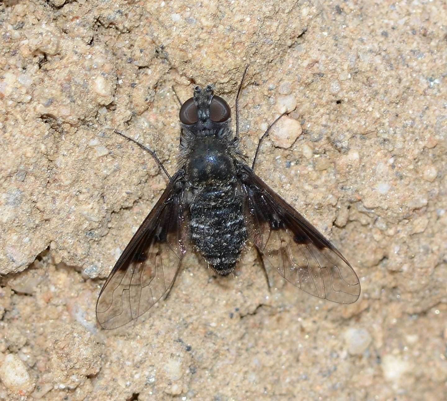 Altro Bombyliidae