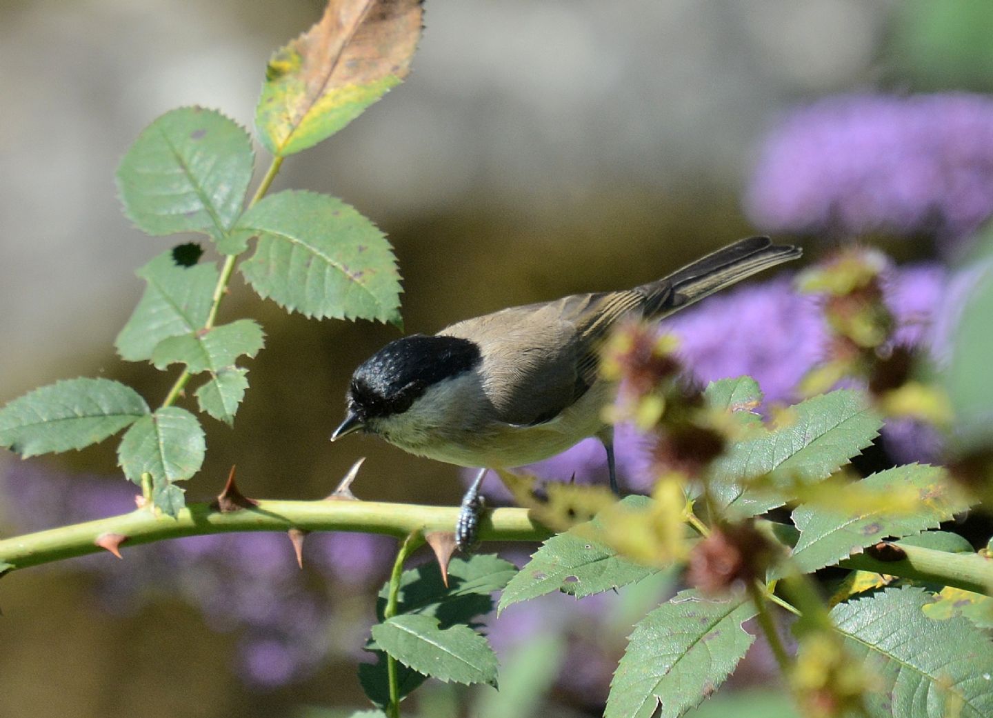 Cincia bigia o alpestre ?