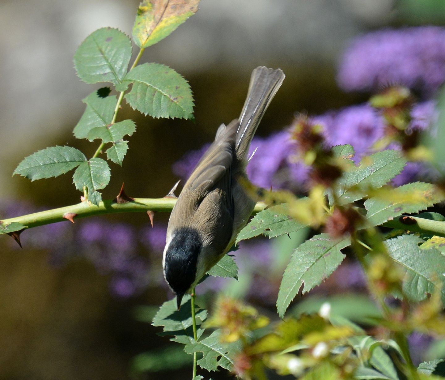 Cincia bigia o alpestre ?