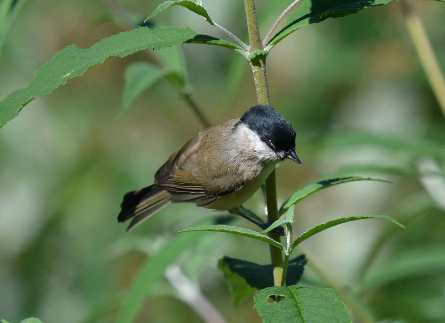 Cincia bigia o alpestre ?