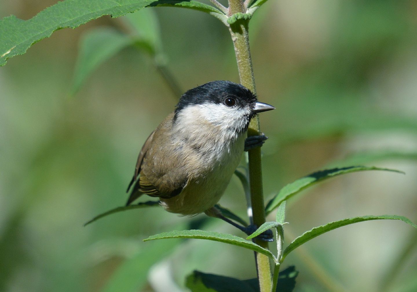 Cincia bigia o alpestre ?