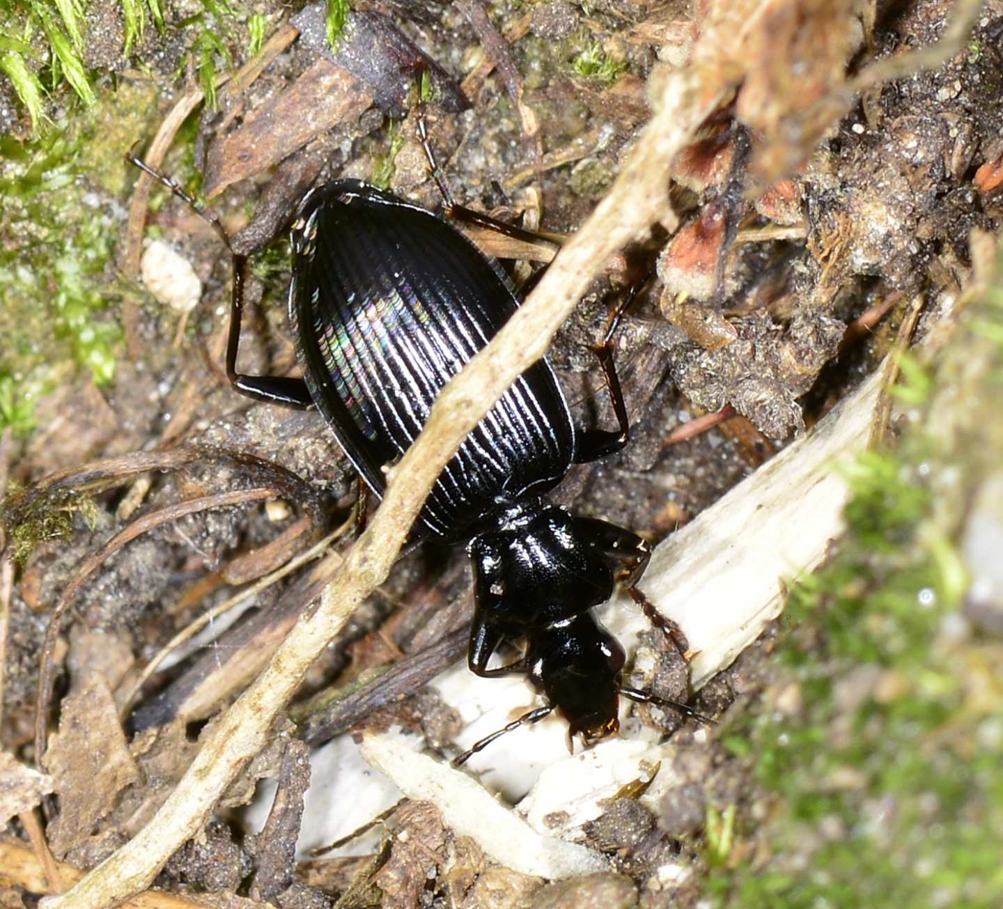 Carabidae nero: Limodromus cfr. assimilis