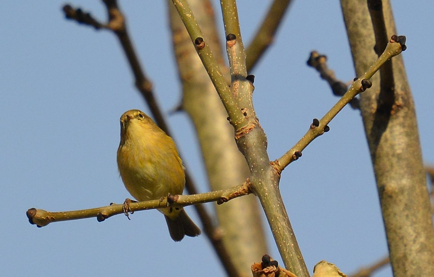 Sylvidae: Lu piccolo