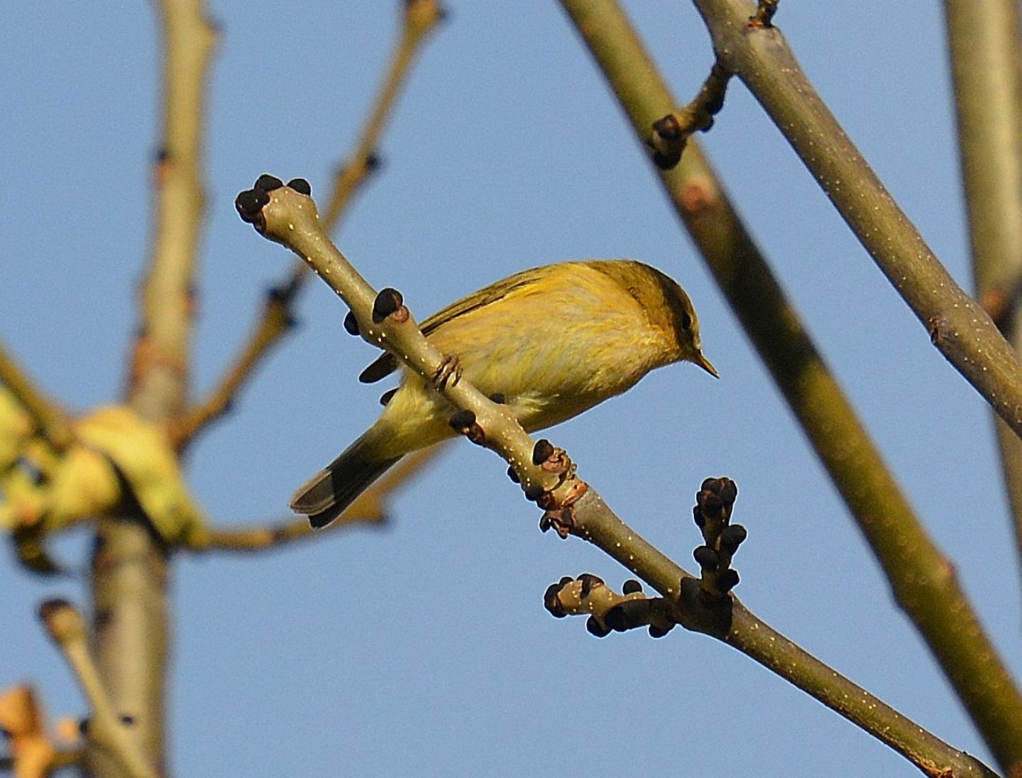 Sylvidae: Lu piccolo