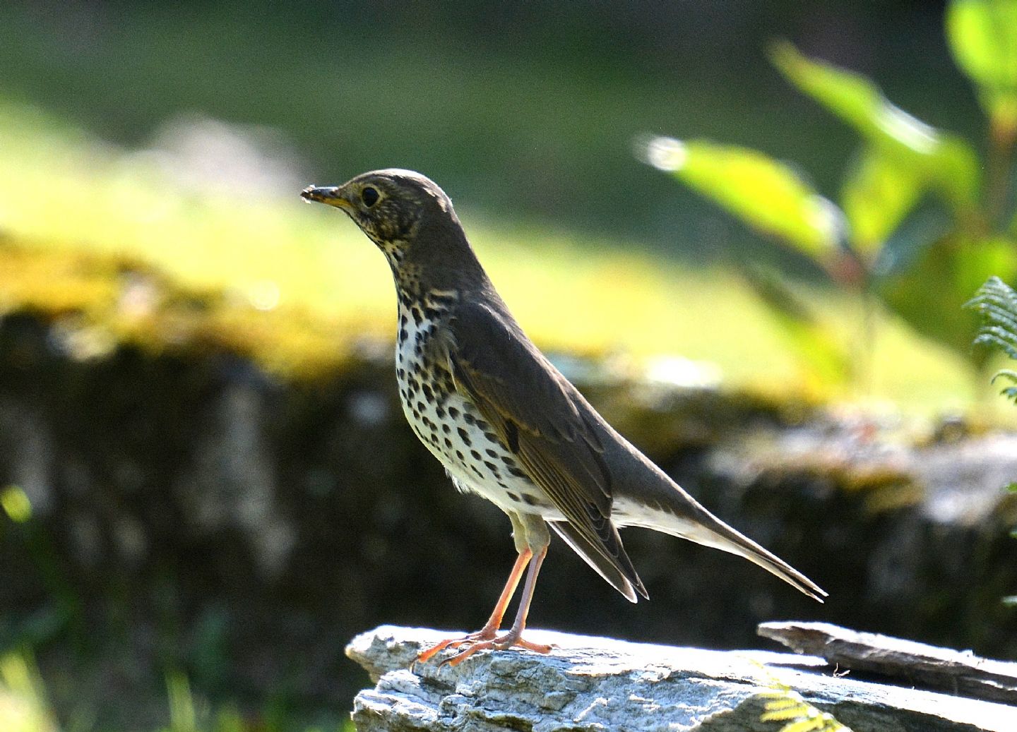 Turdidae: Tordo bottaccio