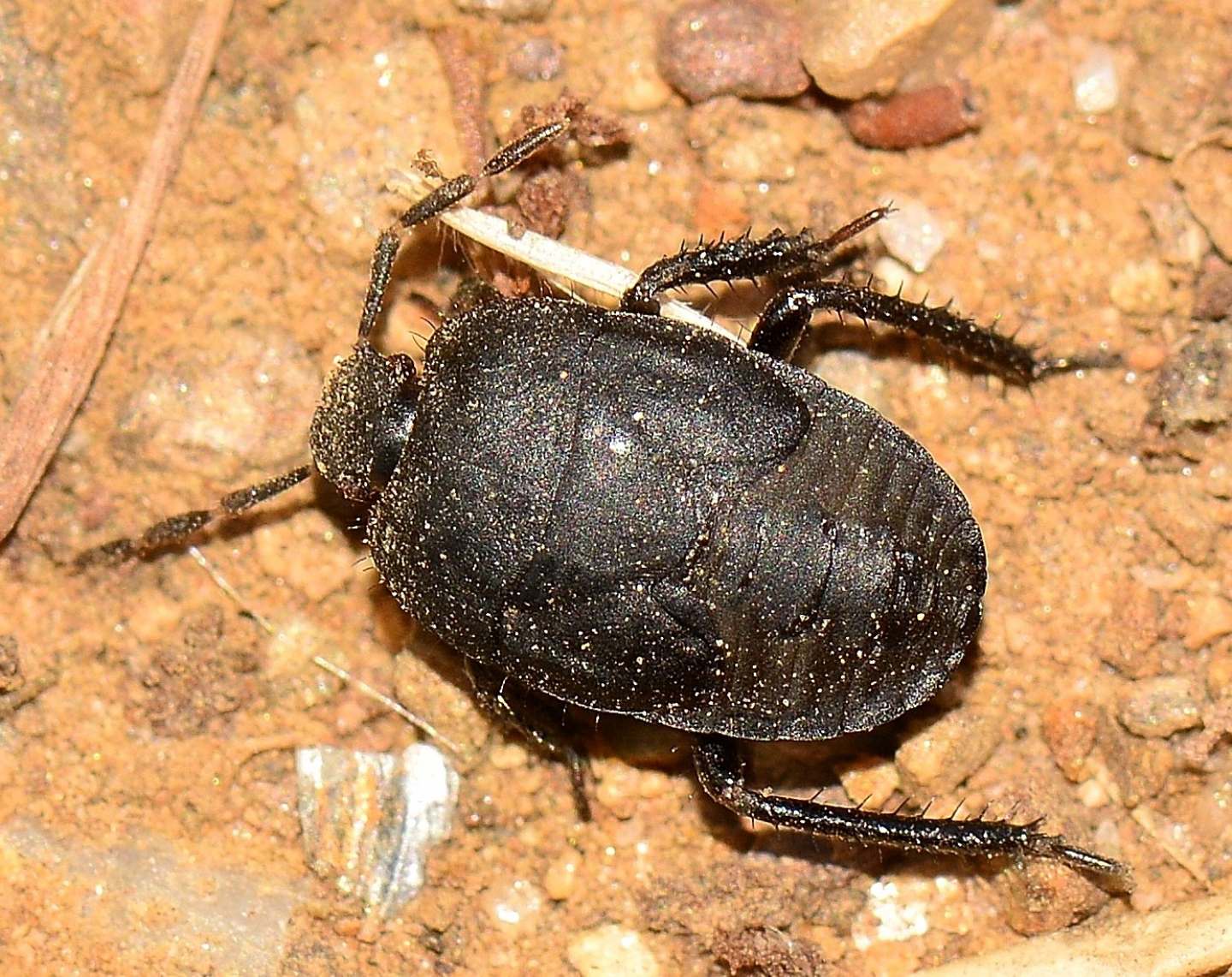 ninfa di Cydnidae: cfr. Cydnus aterrimus