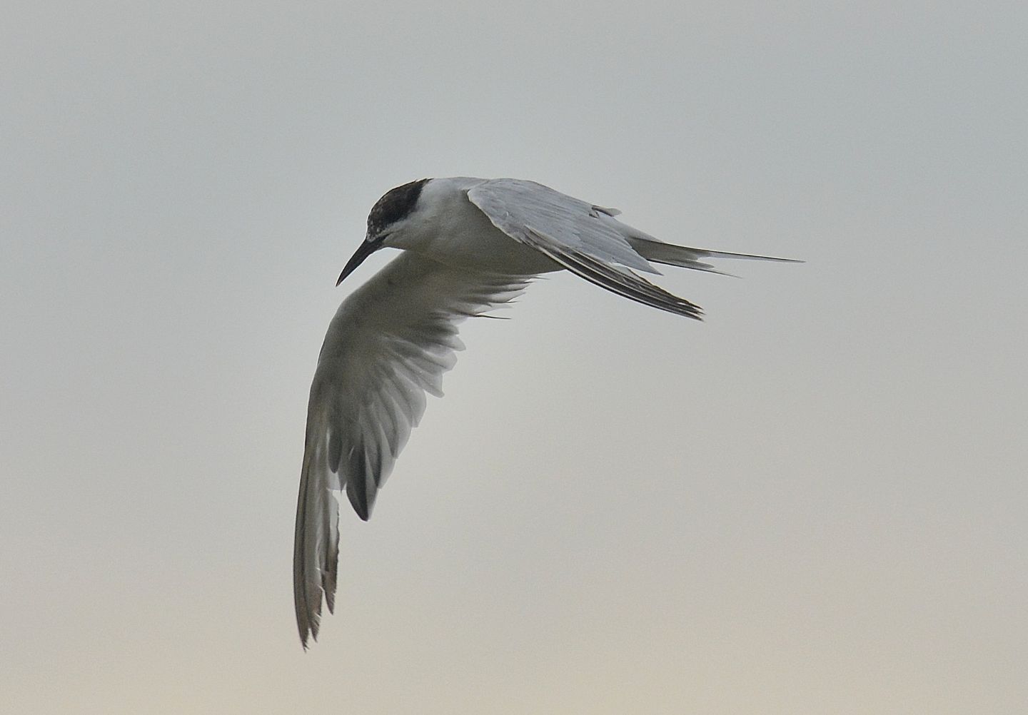 Che Sterna ?  Beccapesci (Thalasseus sandvicensis)