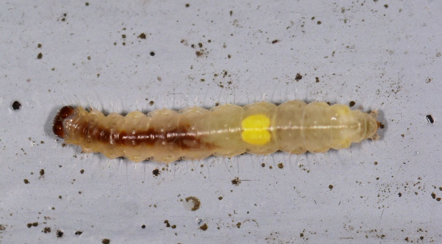 larva da id