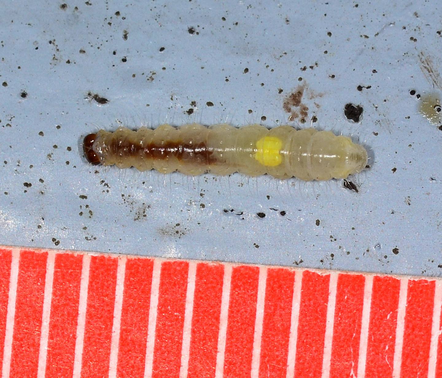 larva da id