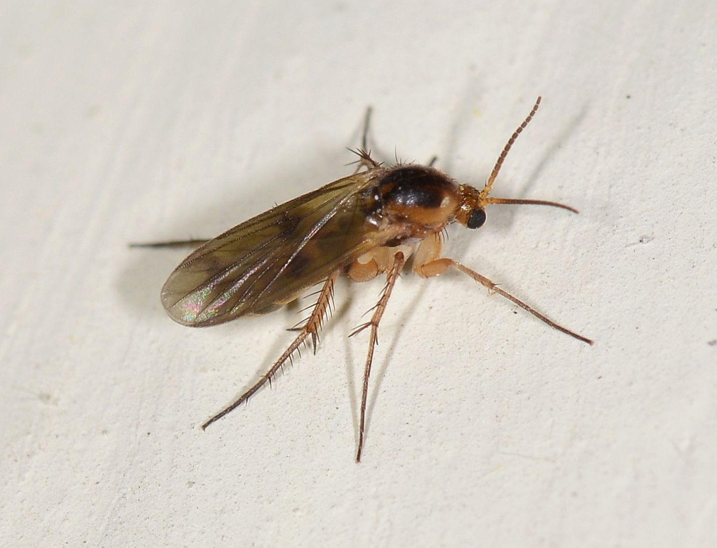 Mycetophilidae