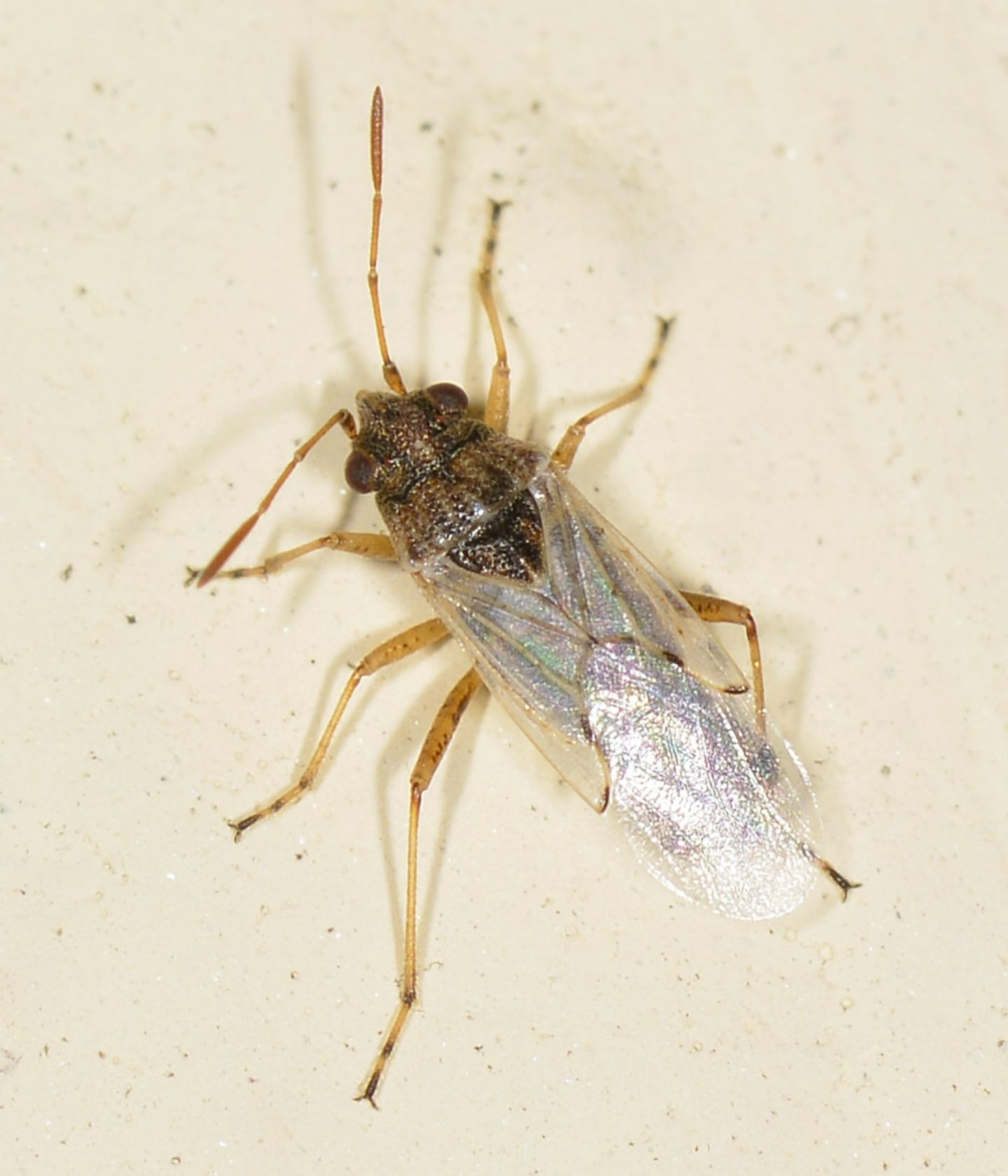 Lygaeidae:  Nysius sp.