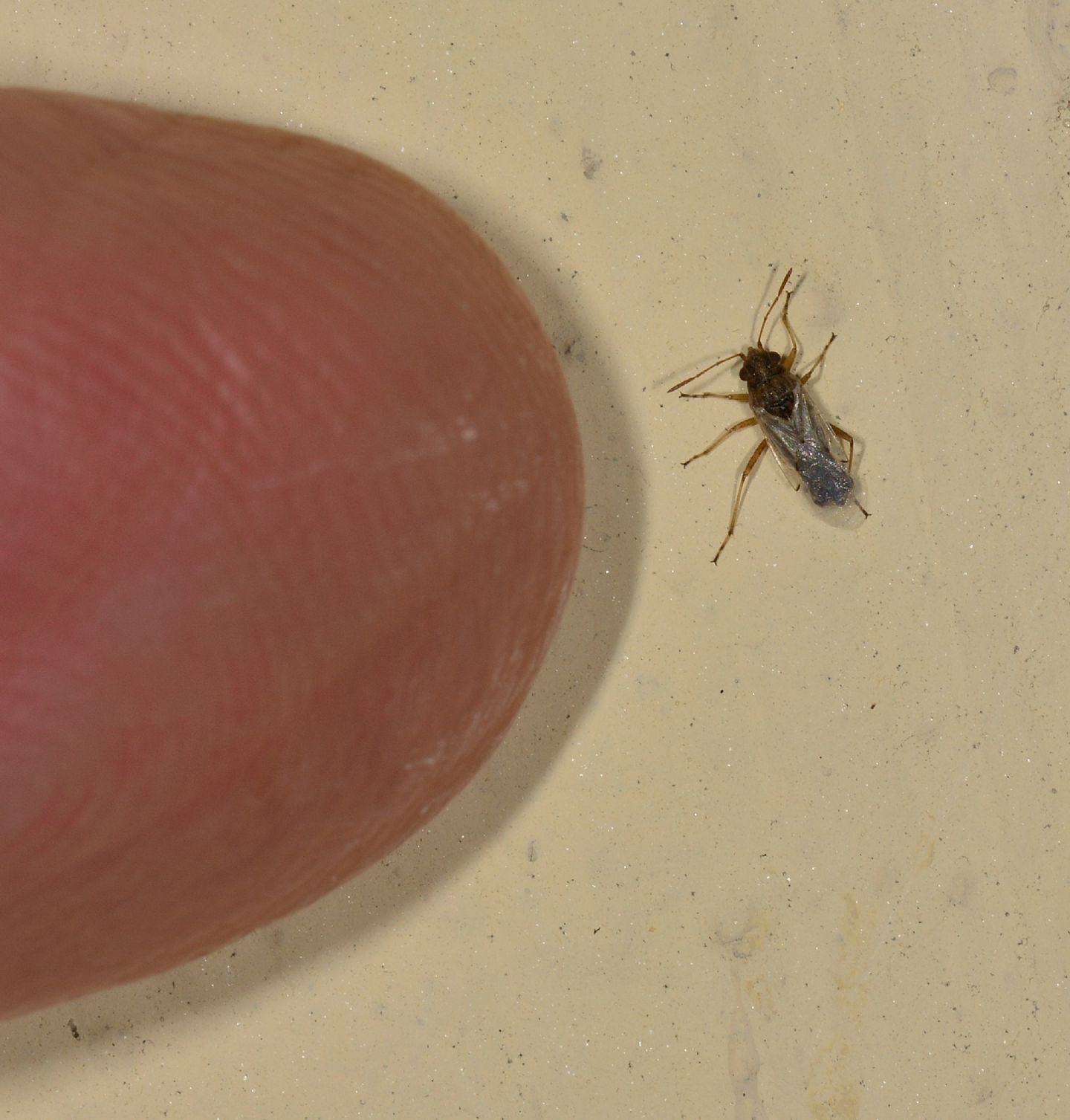 Lygaeidae:  Nysius sp.