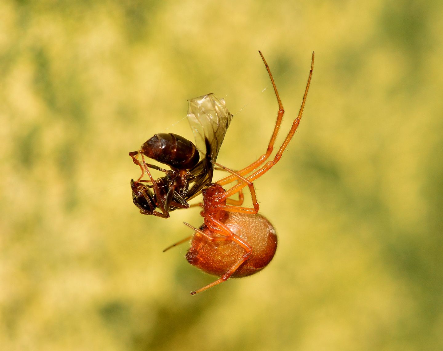 Parasteatoda cfr. lunata (che preda Formica sp., femmina) - Bannio Anzino (VCO)