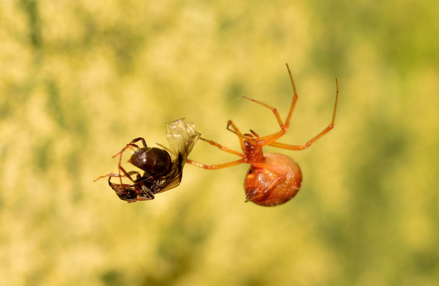 Parasteatoda cfr. lunata (che preda Formica sp., femmina) - Bannio Anzino (VCO)