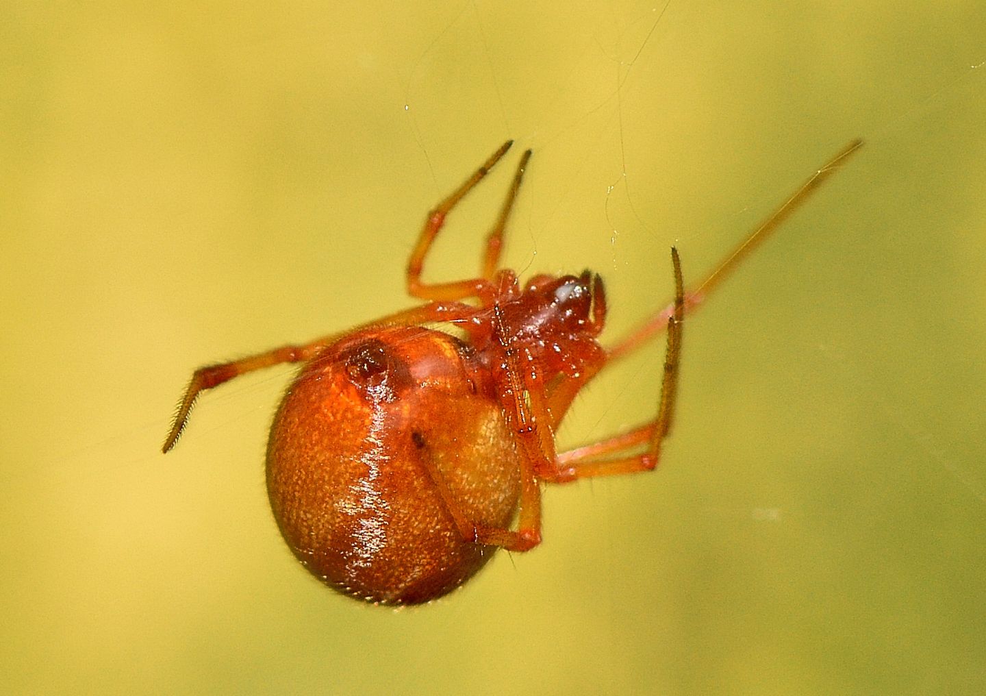 Parasteatoda cfr. lunata (che preda Formica sp., femmina) - Bannio Anzino (VCO)