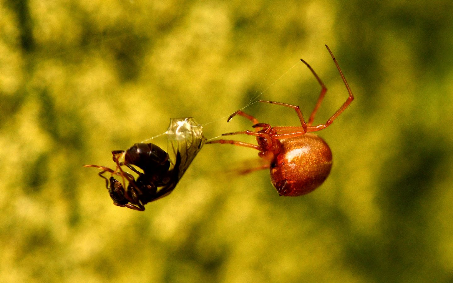 Parasteatoda cfr. lunata (che preda Formica sp., femmina) - Bannio Anzino (VCO)