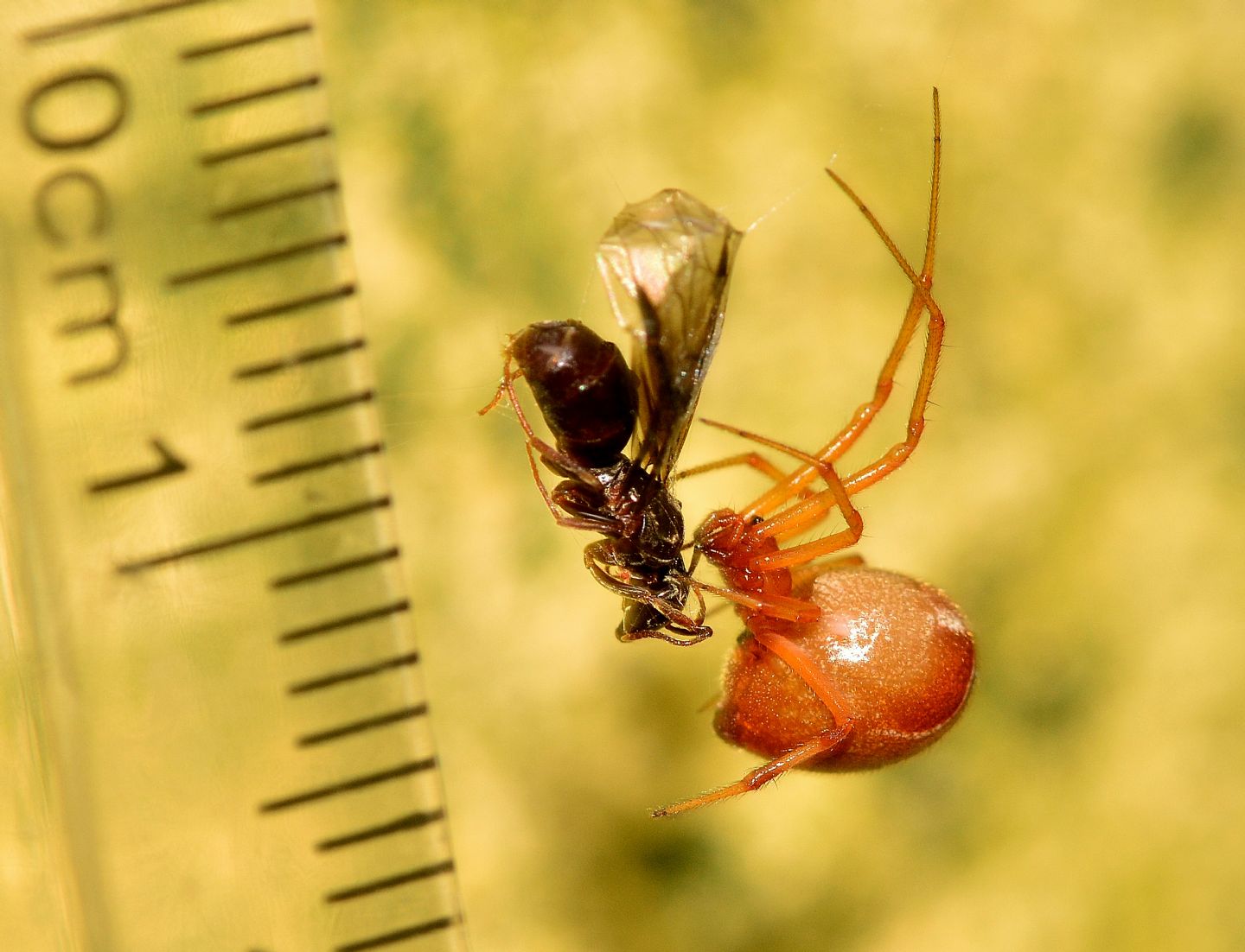 Parasteatoda cfr. lunata (che preda Formica sp., femmina) - Bannio Anzino (VCO)