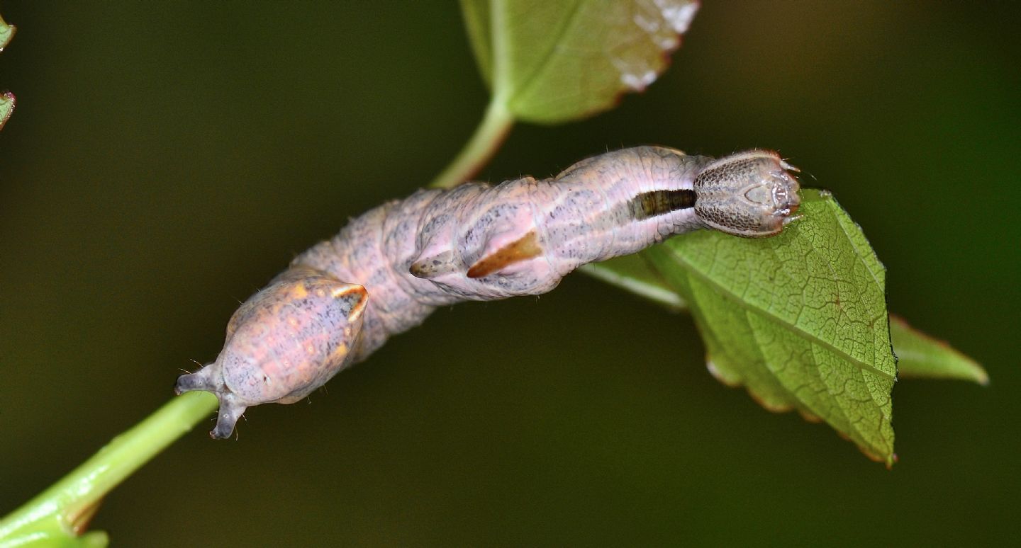 Larva Notodontidae da id