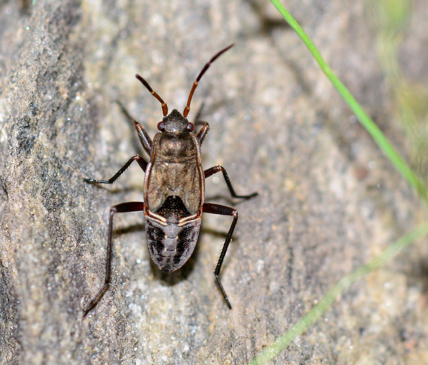 Lygaeidae:  cfr. Rhyparochromus sp. (ninfa)