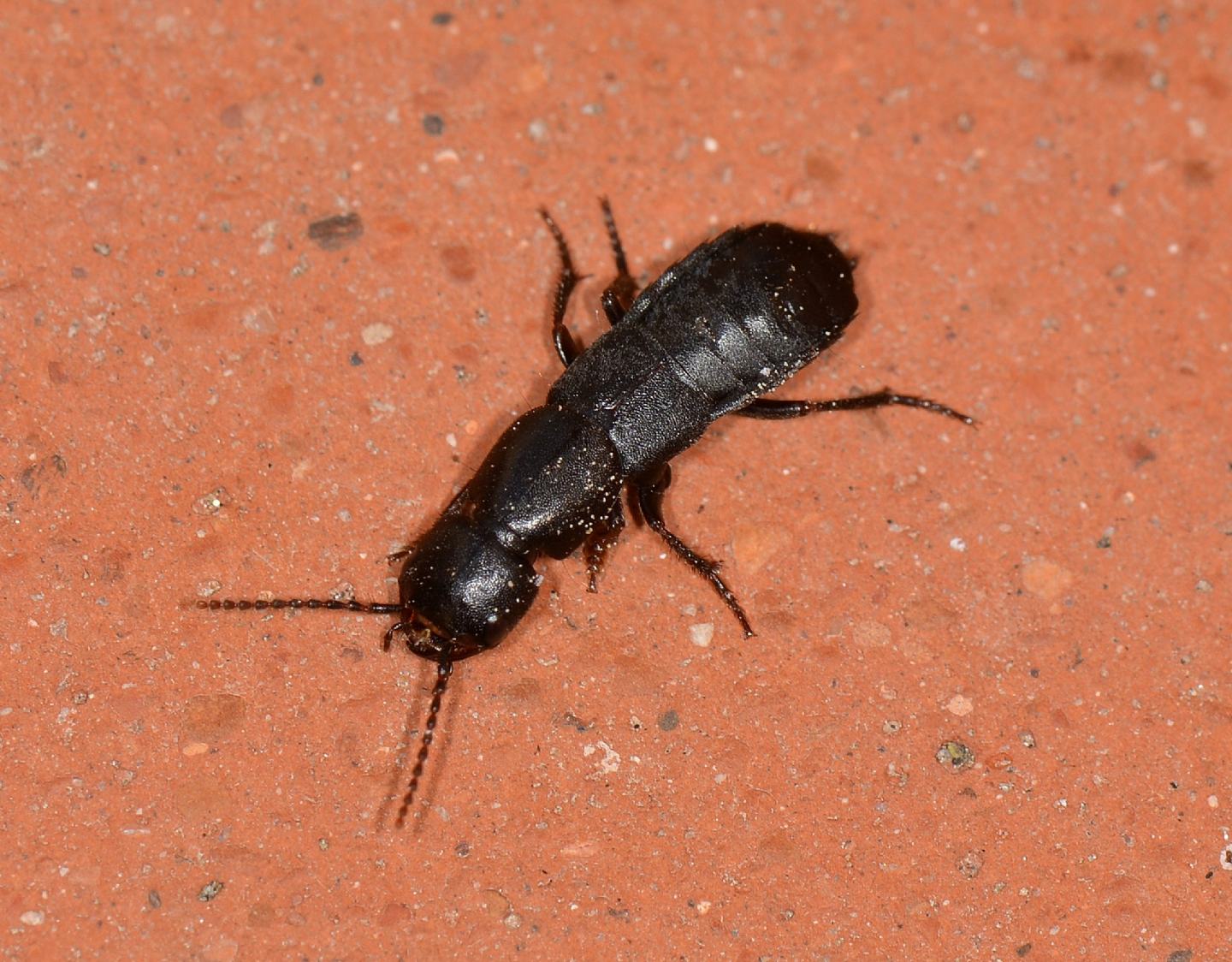 Staphylinidae:  Ocypus sp. dall''Isola del Giglio