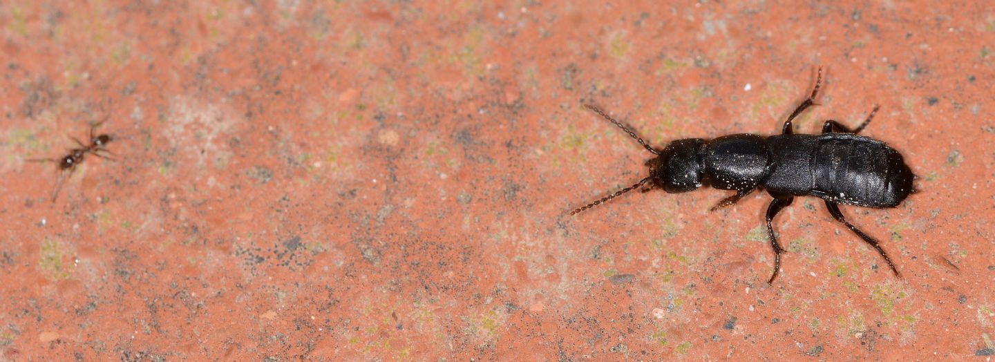 Staphylinidae:  Ocypus sp. dall''Isola del Giglio