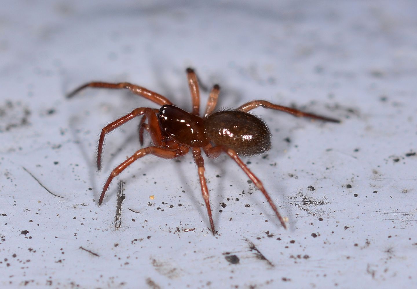 Ragno rossiccio:  Robertus cfr lividus (Theridiidae) - Bannio Anzino (VB)