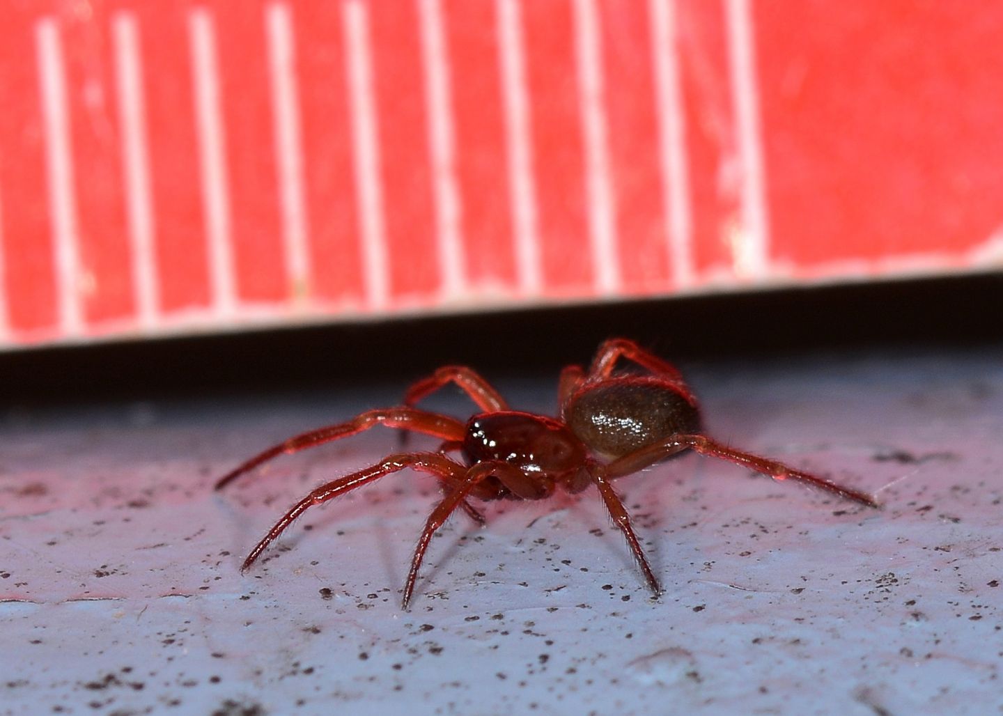 Ragno rossiccio:  Robertus cfr lividus (Theridiidae) - Bannio Anzino (VB)