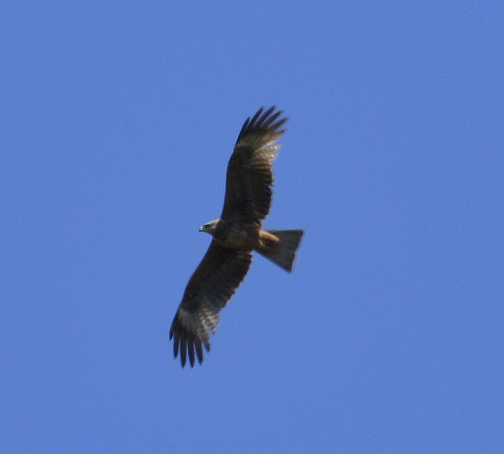 Nibbio bruno (Milvus migrans)