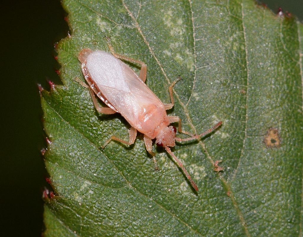 Albino ? No, Arocatus sp. (Lygaeidae) appena mutato da ninfa ad adulto