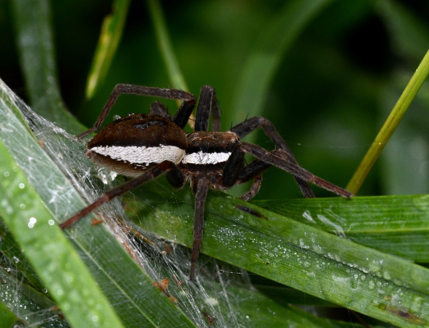 Dolomedes sp. (Pisauridae) - Mulazzano (MI)