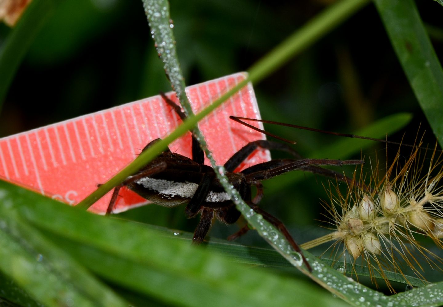 Dolomedes sp. (Pisauridae) - Mulazzano (MI)