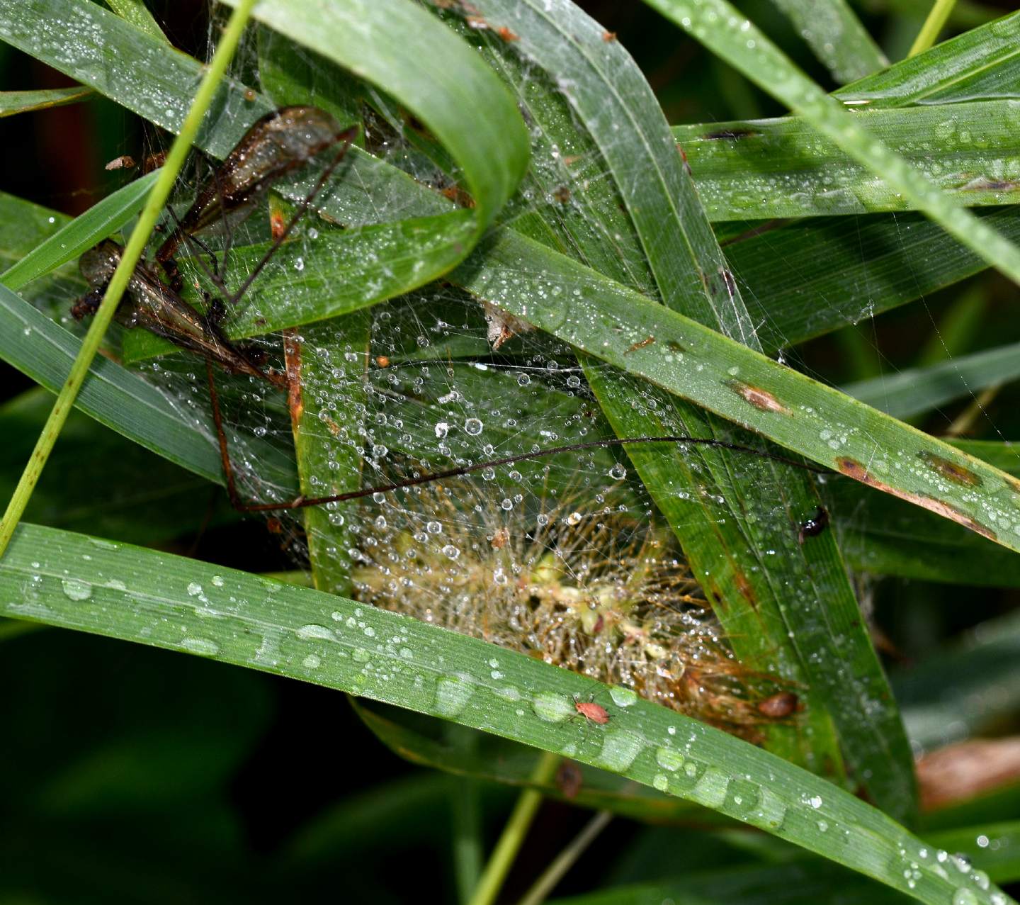 Dolomedes sp. (Pisauridae) - Mulazzano (MI)